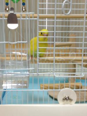 迷い鳥の写真