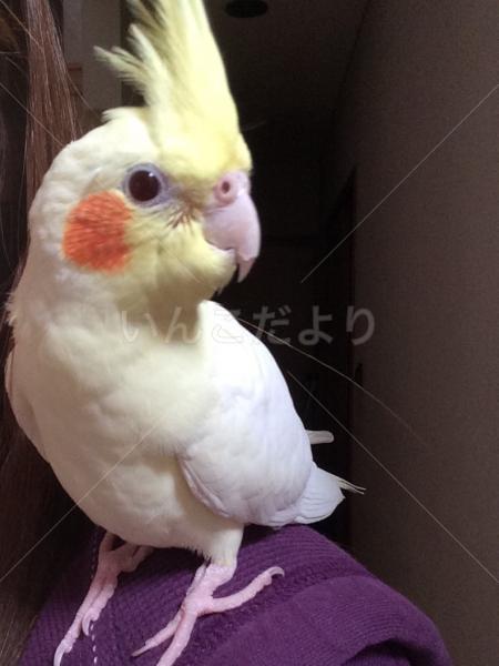 迷い鳥の写真