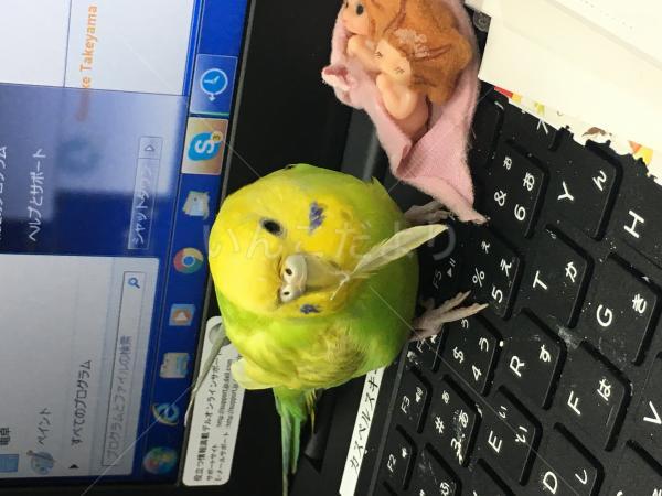 迷い鳥の写真