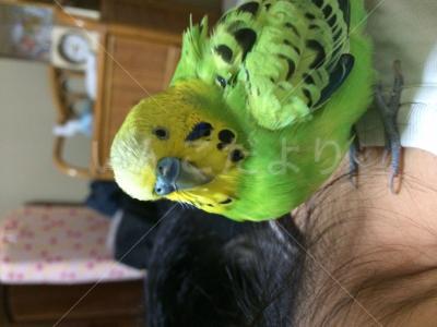 保護鳥の写真