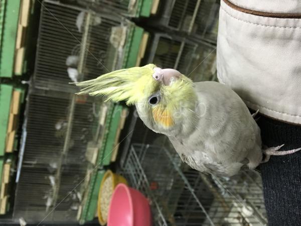迷い鳥の写真