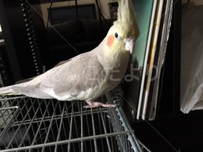 迷い鳥の写真