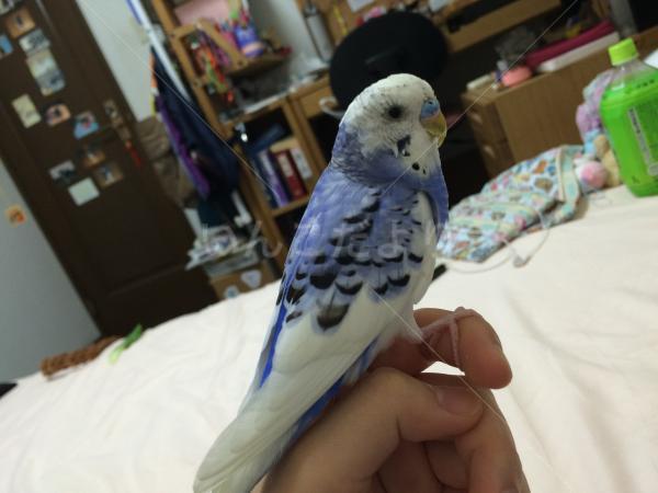 保護鳥の写真
