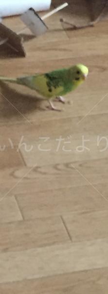 迷い鳥の写真