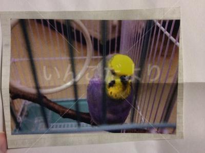 保護鳥の写真