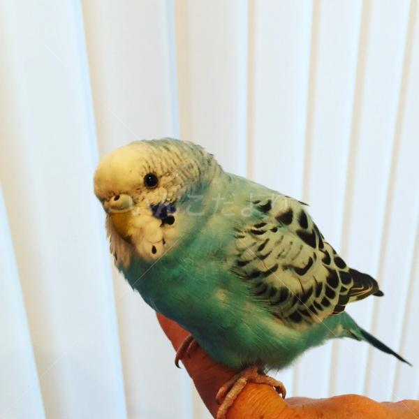 保護鳥の写真
