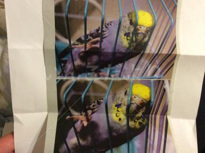 保護鳥の写真