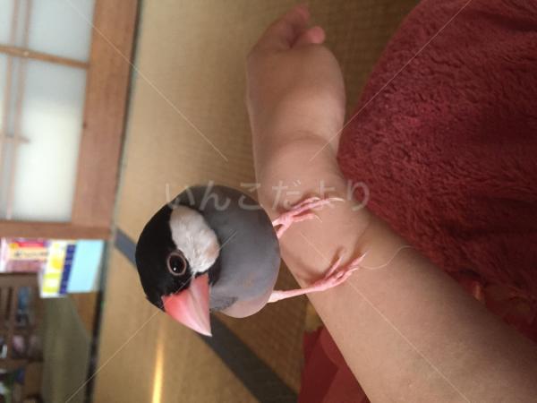 迷い鳥の写真
