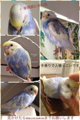 迷い鳥の写真