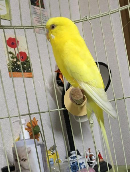 保護鳥の写真