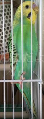 保護鳥の写真