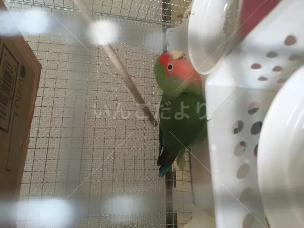 保護鳥の写真