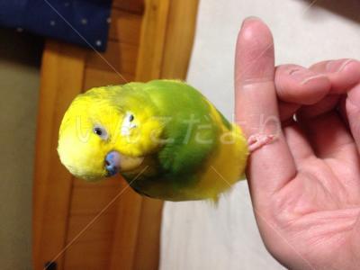 迷い鳥の写真