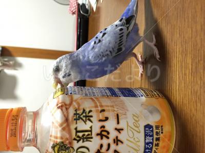 迷い鳥の写真