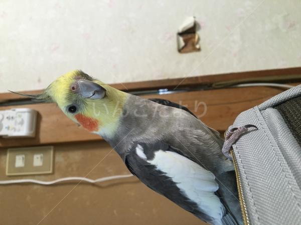 迷い鳥の写真