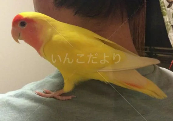 保護鳥の写真