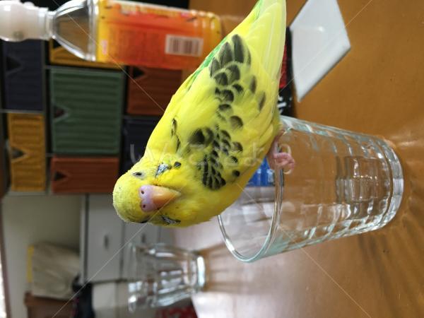 迷い鳥の写真