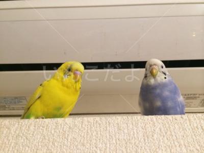 迷い鳥の写真
