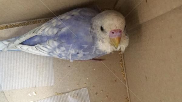 保護鳥の写真