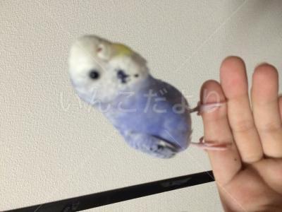 迷い鳥の写真