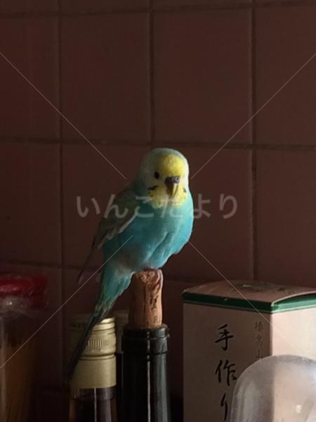 迷い鳥の写真