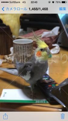 迷い鳥の写真
