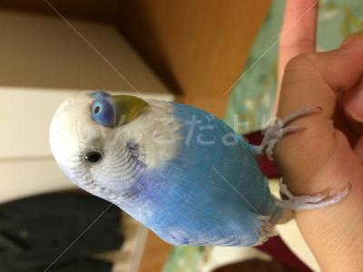 迷い鳥の写真