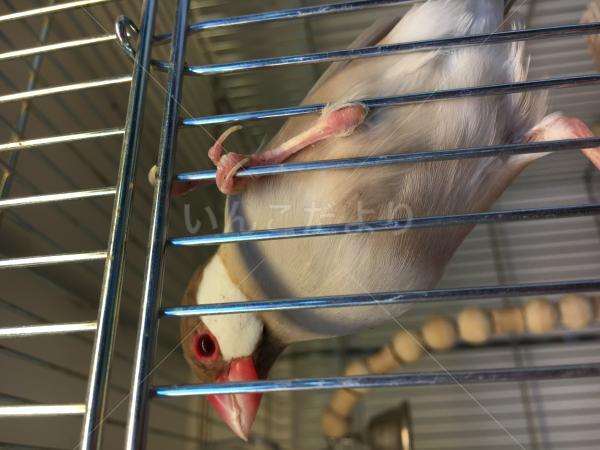 保護鳥の写真