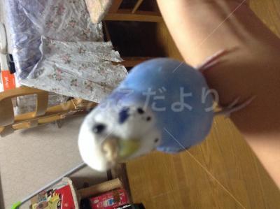 迷い鳥の写真