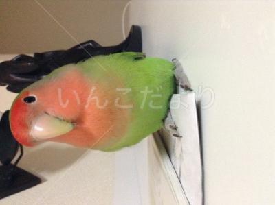 迷い鳥の写真