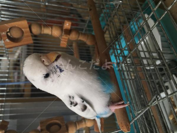 迷い鳥の写真