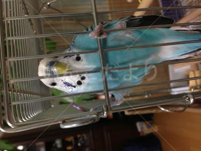 迷い鳥の写真