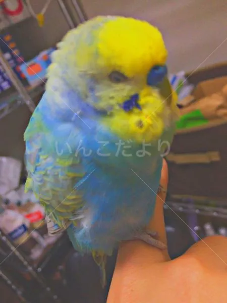 保護鳥の写真