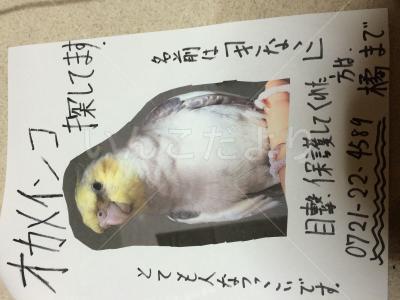 迷い鳥の写真