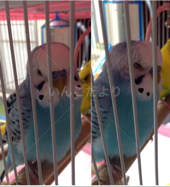 迷い鳥の写真