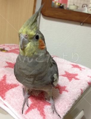 迷い鳥の写真