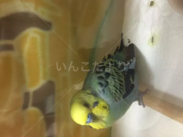 保護鳥の写真