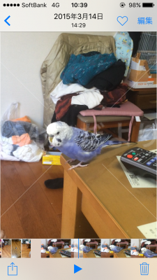 迷い鳥の写真