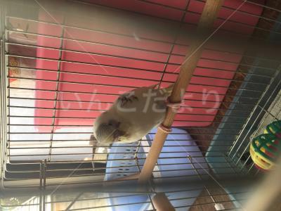 保護鳥の写真