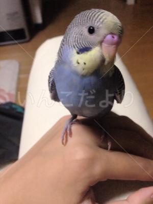 迷い鳥の写真