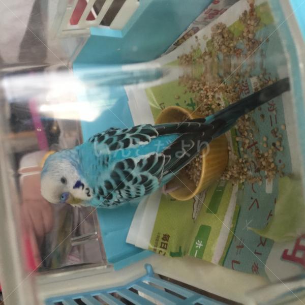 保護鳥の写真