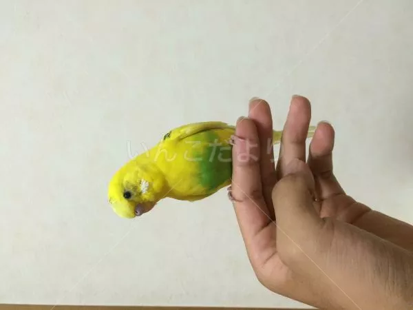 保護鳥の写真