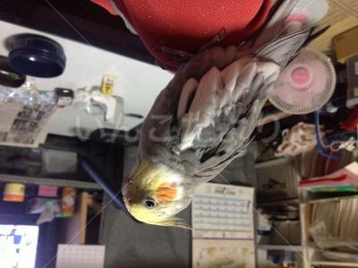 迷い鳥の写真