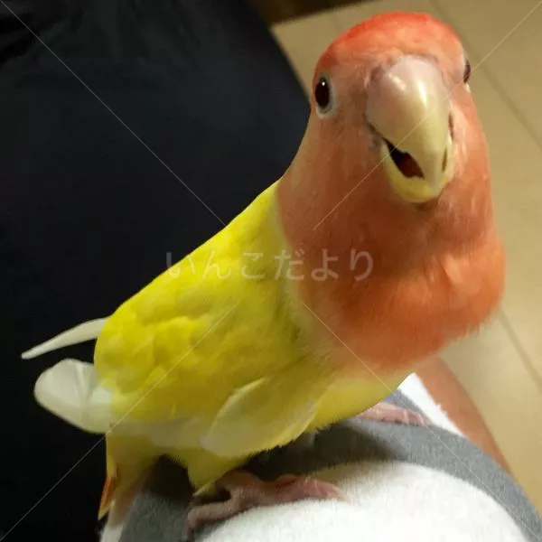 保護鳥の写真