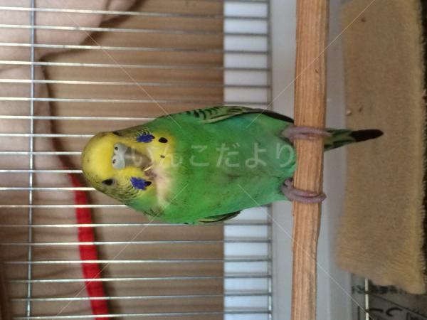 迷い鳥の写真