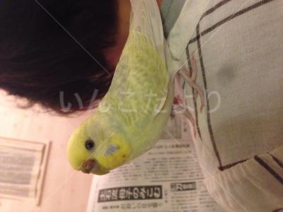 迷い鳥の写真