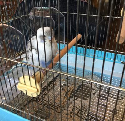 保護鳥の写真