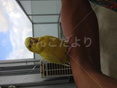 保護鳥の写真