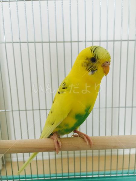保護鳥の写真