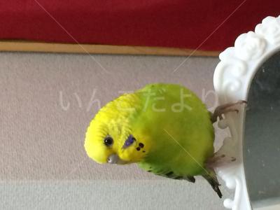 迷い鳥の写真